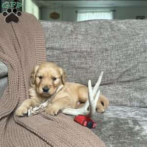 Kamp, Golden Retriever Puppy