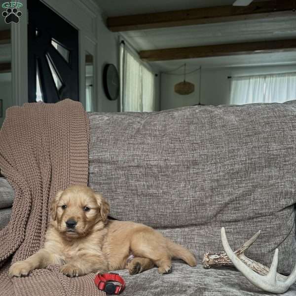 Kamp, Golden Retriever Puppy