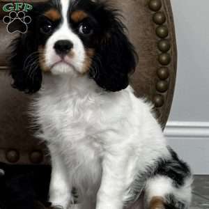 Henry, Cavalier King Charles Spaniel Puppy