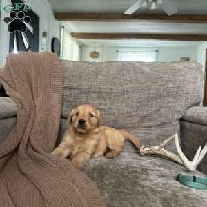 Otis, Golden Retriever Puppy
