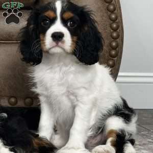 Henry, Cavalier King Charles Spaniel Puppy