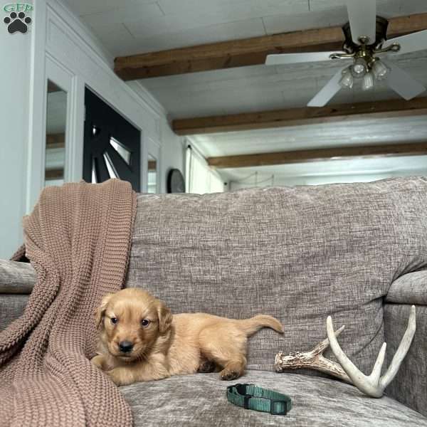 Otis, Golden Retriever Puppy