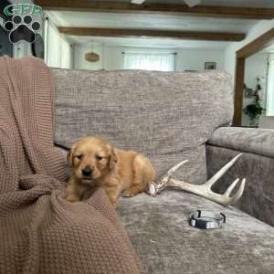 Mathews, Golden Retriever Puppy