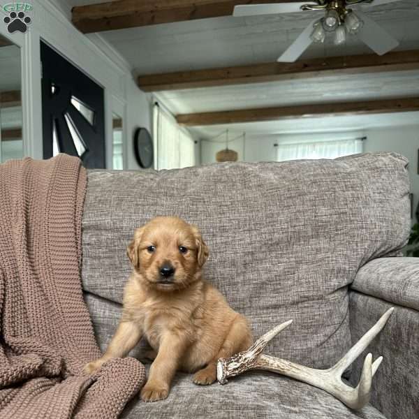 Mathews, Golden Retriever Puppy
