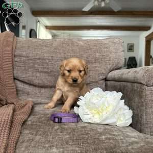 Azalea, Golden Retriever Puppy