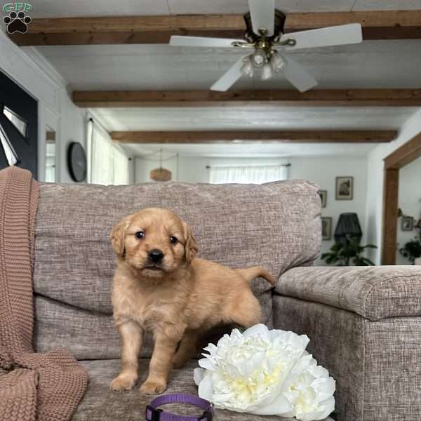 Azalea, Golden Retriever Puppy