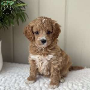 Sweetie, Cockapoo Puppy