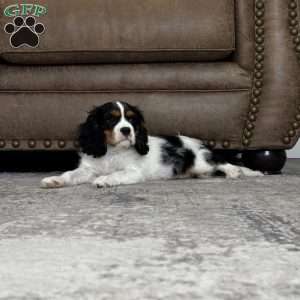 Henry, Cavalier King Charles Spaniel Puppy