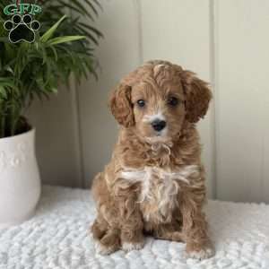 Sweetie, Cockapoo Puppy