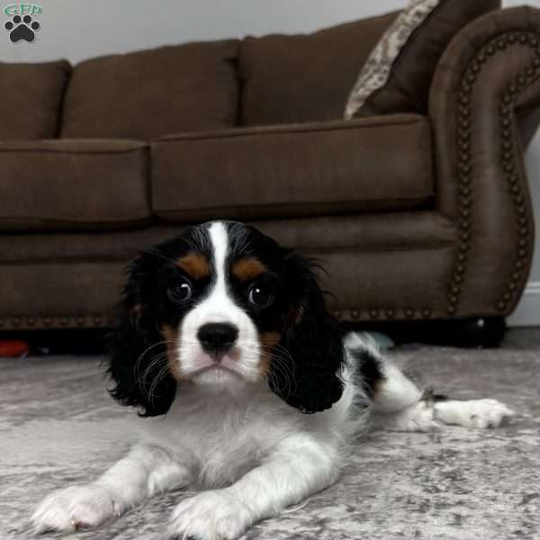 Henry, Cavalier King Charles Spaniel Puppy