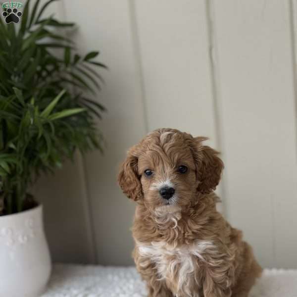 Sweetie, Cockapoo Puppy
