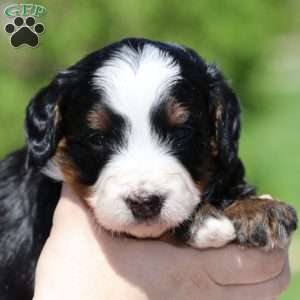 Lewis, Bernedoodle Puppy