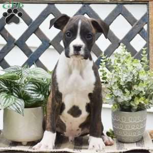 Willie, Boxer Puppy