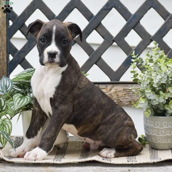 Willie, Boxer Puppy
