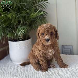 Annie, Cockapoo Puppy