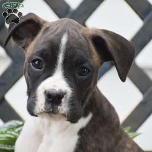 Willie, Boxer Puppy