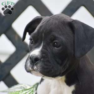 Weiler, Boxer Puppy