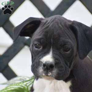 Weiler, Boxer Puppy