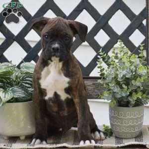 Wrinkles, Boxer Puppy