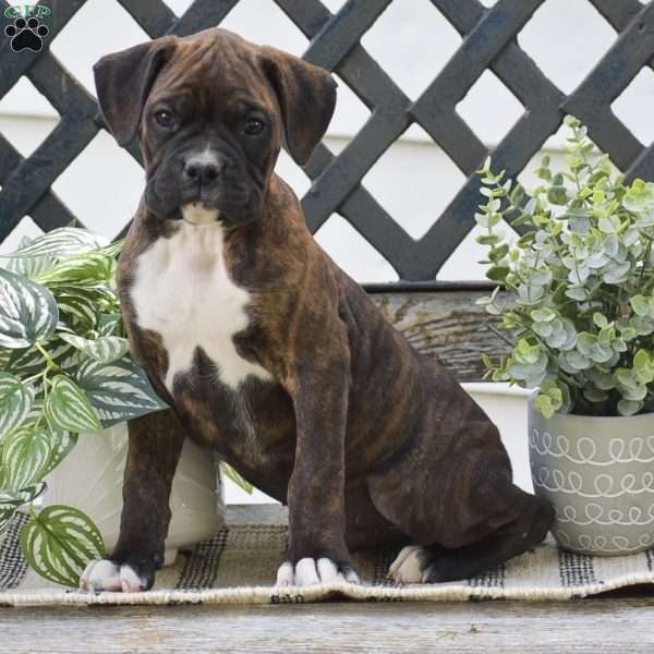 Wrinkles, Boxer Puppy