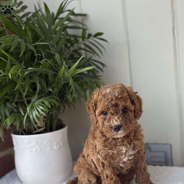 Annie, Cockapoo Puppy