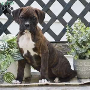 Wrinkles, Boxer Puppy