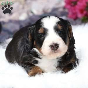 Lewis, Bernedoodle Puppy