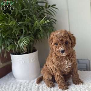 Annie, Cockapoo Puppy