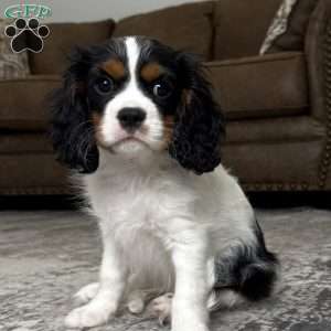 Henry, Cavalier King Charles Spaniel Puppy