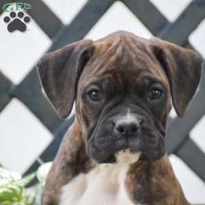 Wrinkles, Boxer Puppy