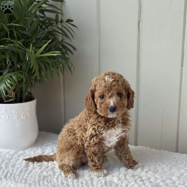 Daisy, Cockapoo Puppy