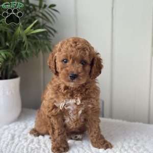 Buddy, Cockapoo Puppy