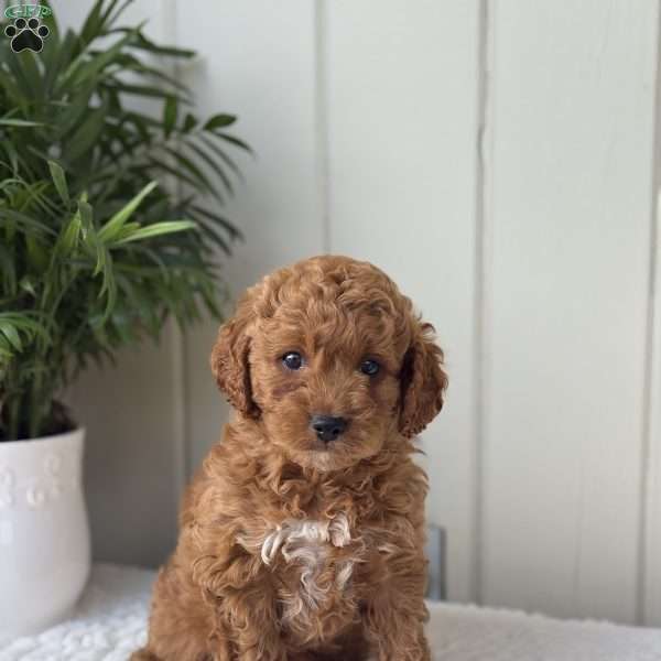 Buddy, Cockapoo Puppy