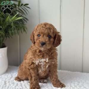 Buddy, Cockapoo Puppy