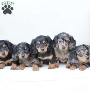 Roxy, Dachshund Puppy