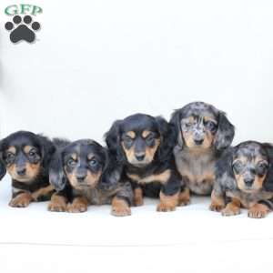 Aspin, Dachshund Puppy