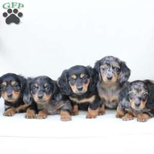 Roxy, Dachshund Puppy