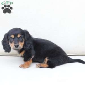 Roxy, Dachshund Puppy