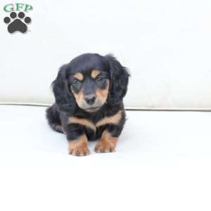 Roxy, Dachshund Puppy