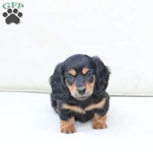 Roxy, Dachshund Puppy