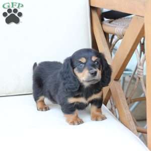 Roxy, Dachshund Puppy