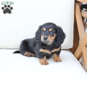 Roxy, Dachshund Puppy