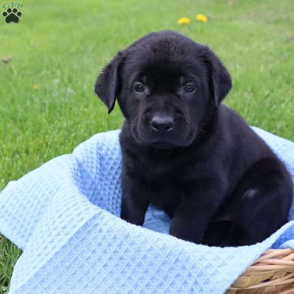 Jackson, Black Labrador Retriever Puppy