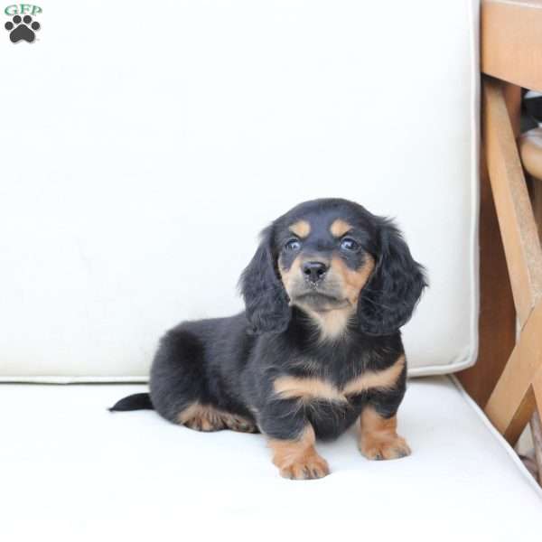 Roxy, Dachshund Puppy