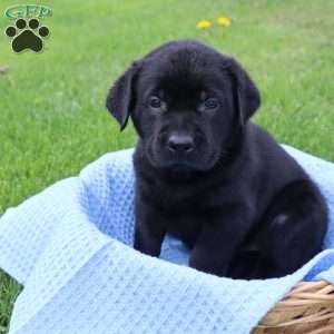 Jackson, Black Labrador Retriever Puppy