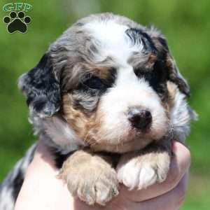Leo, Bernedoodle Puppy
