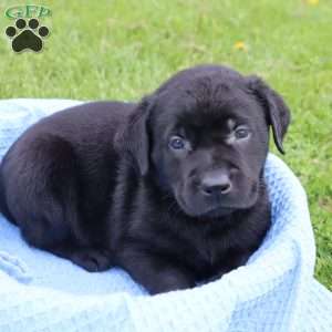 Jackson, Black Labrador Retriever Puppy