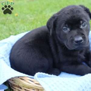 Jackson, Black Labrador Retriever Puppy