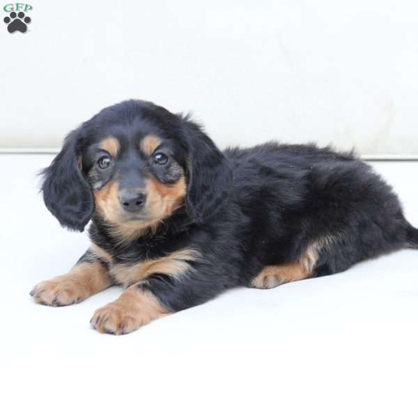Nova, Dachshund Mix Puppy