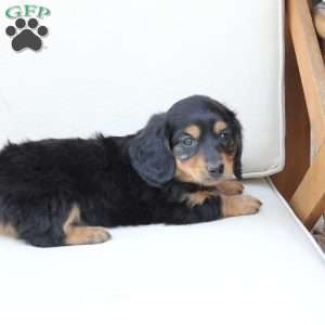 Nova, Dachshund Mix Puppy